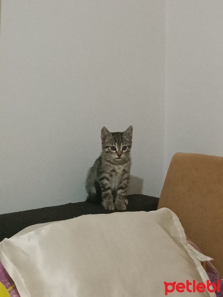 Tekir Kedi, Kedi  Küçük yavrularım fotoğrafı