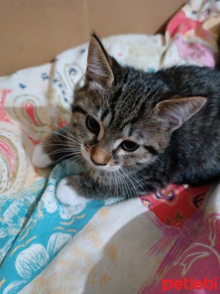 Tekir Kedi, Kedi  Küçük yavrularım fotoğrafı