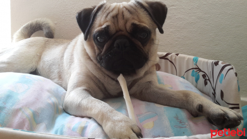 Pug, Köpek  paskal fotoğrafı