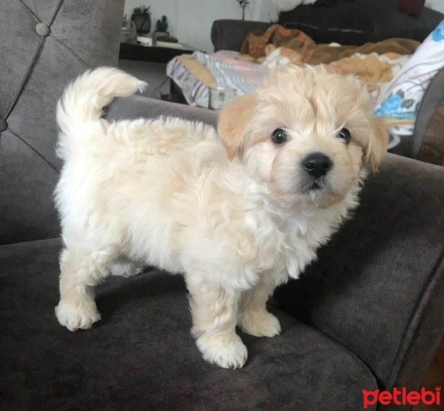 Poodle (Minyatür Kaniş), Köpek  Çiko fotoğrafı