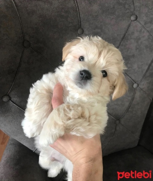 Poodle (Minyatür Kaniş), Köpek  Çiko fotoğrafı