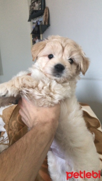 Poodle (Minyatür Kaniş), Köpek  Çiko fotoğrafı