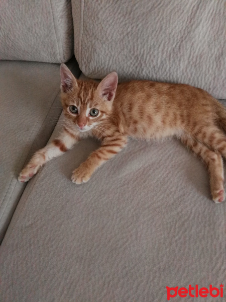 Tekir Kedi, Kedi  Çıtçıt fotoğrafı