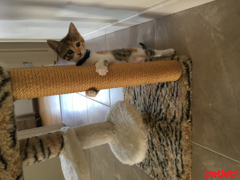 Tekir Kedi, Kedi  Fındık fotoğrafı