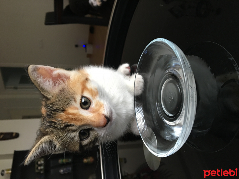 Tekir Kedi, Kedi  Fındık fotoğrafı