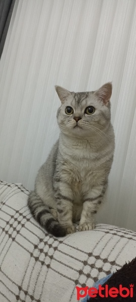 British Shorthair, Kedi  Duman fotoğrafı