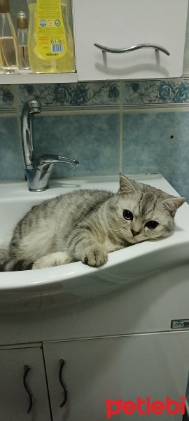 British Shorthair, Kedi  Duman fotoğrafı