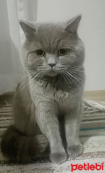 British Shorthair, Kedi  Neo fotoğrafı