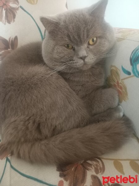 British Shorthair, Kedi  Neo fotoğrafı