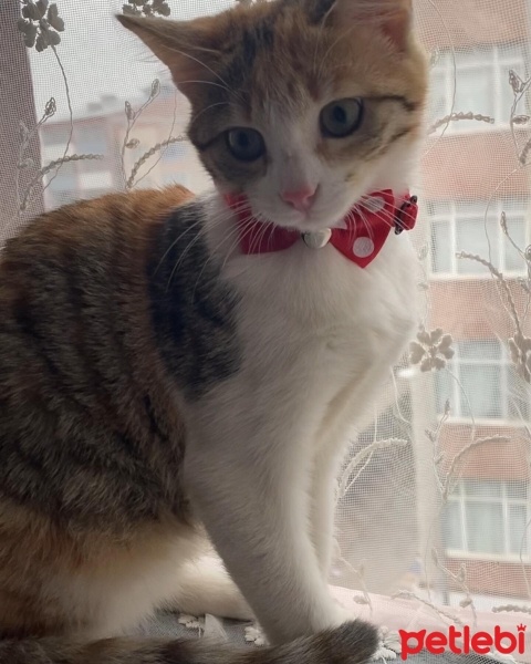 Tekir Kedi, Kedi  Kezbansu fotoğrafı