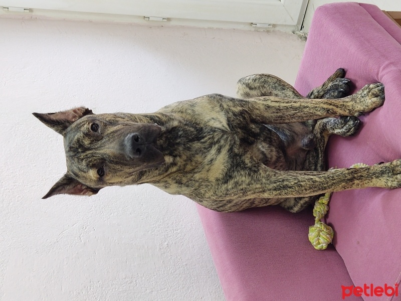 Presa Canario, Köpek  OSCAR fotoğrafı