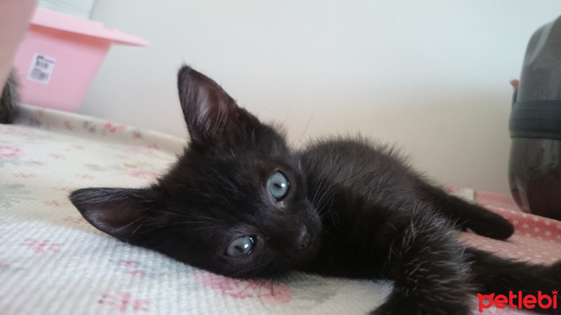 British Shorthair, Kedi  Üç tane çok sevimli kedi fotoğrafı