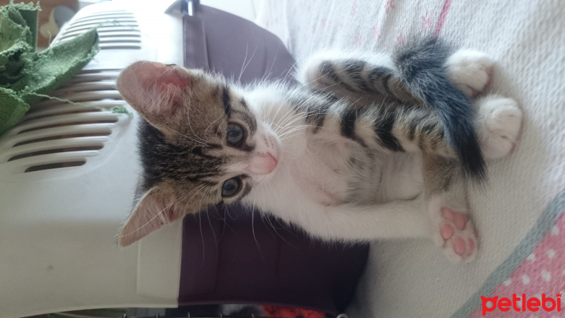 British Shorthair, Kedi  Üç tane çok sevimli kedi fotoğrafı