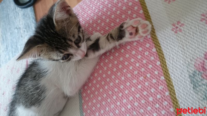 British Shorthair, Kedi  Üç tane çok sevimli kedi fotoğrafı