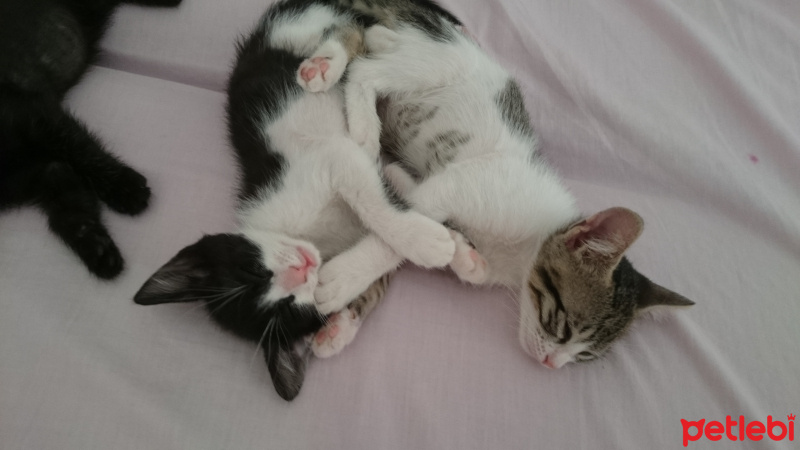 British Shorthair, Kedi  Üç tane çok sevimli kedi fotoğrafı