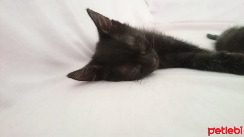 British Shorthair, Kedi  Üç tane çok sevimli kedi fotoğrafı