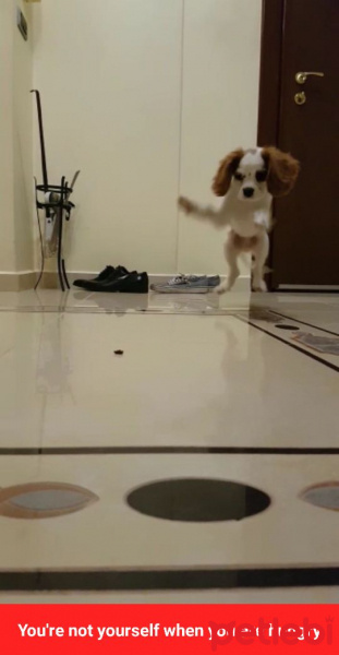 King Charles Spaniel, Köpek  Coffee fotoğrafı