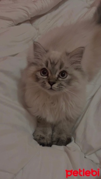 Scottish Fold, Kedi  Yumak fotoğrafı