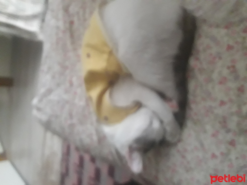 Tekir Kedi, Kedi  Sütlaç fotoğrafı