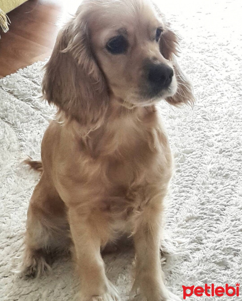 Amerikan Cocker Spaniel, Köpek  Kirloş fotoğrafı