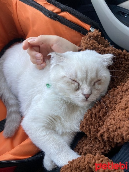 Scottish Fold, Kedi  Bıdık fotoğrafı