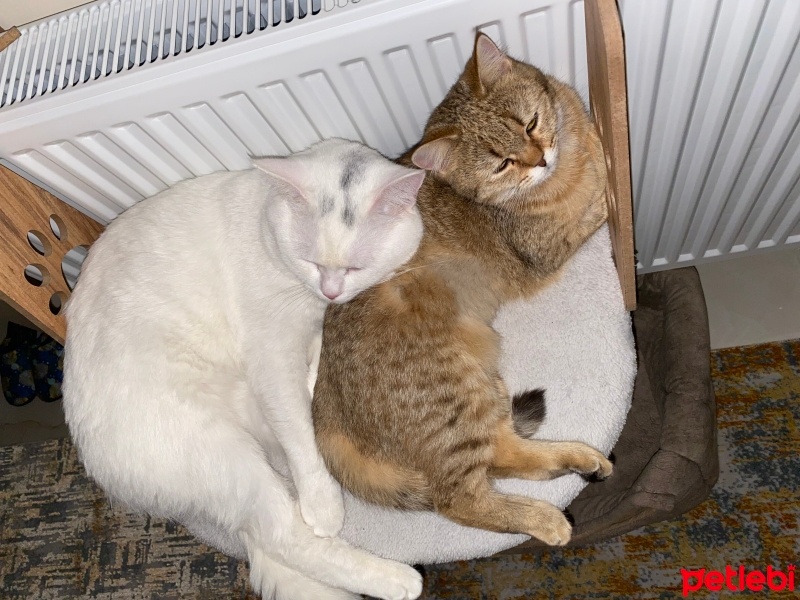 British Shorthair, Kedi  Paşa fotoğrafı