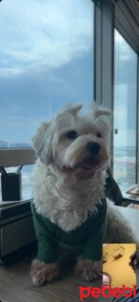 Maltese, Köpek  Puki fotoğrafı