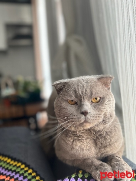 Scottish Fold, Kedi  Haydar fotoğrafı