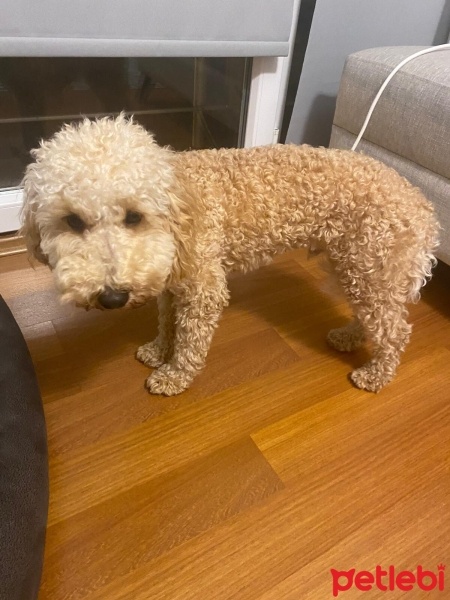Poodle (Minyatür Kaniş), Köpek  sirius fotoğrafı