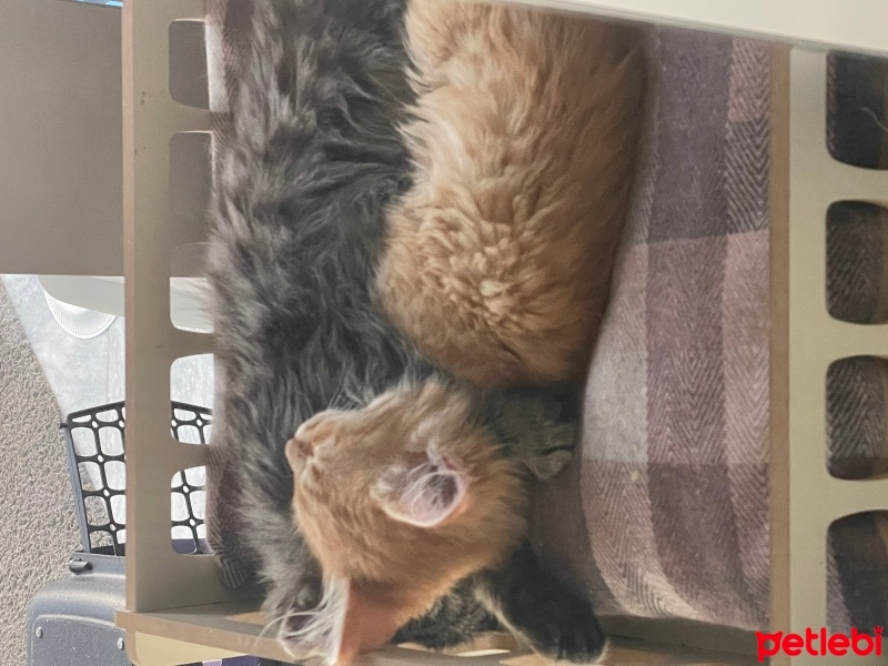 Tekir Kedi, Kedi  Porti ve sürmeli fotoğrafı