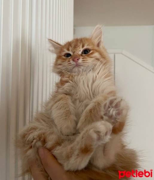 Tekir Kedi, Kedi  Porti ve sürmeli fotoğrafı