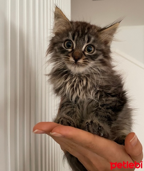 Tekir Kedi, Kedi  Porti ve sürmeli fotoğrafı