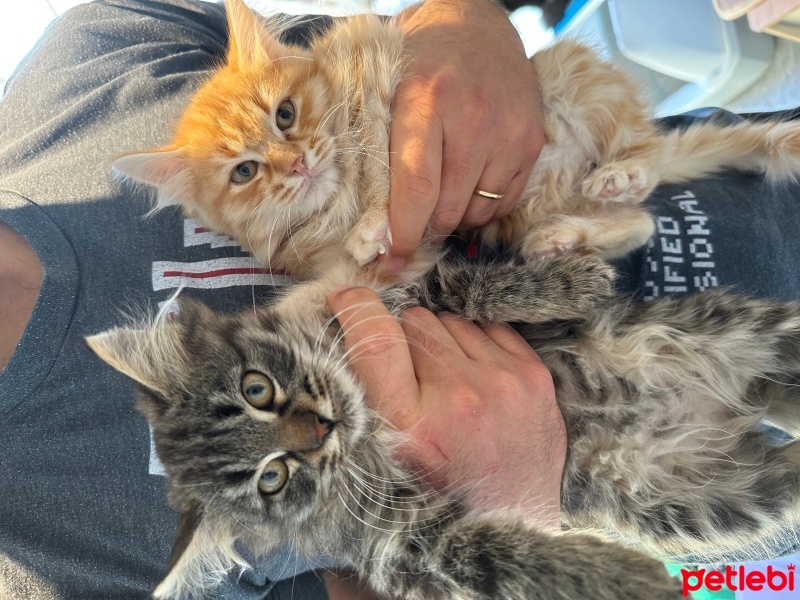 Tekir Kedi, Kedi  Porti ve sürmeli fotoğrafı