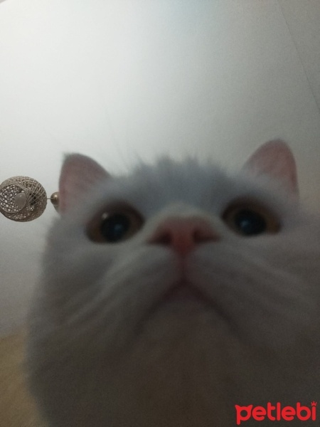 British Shorthair, Kedi  Pamuk fotoğrafı