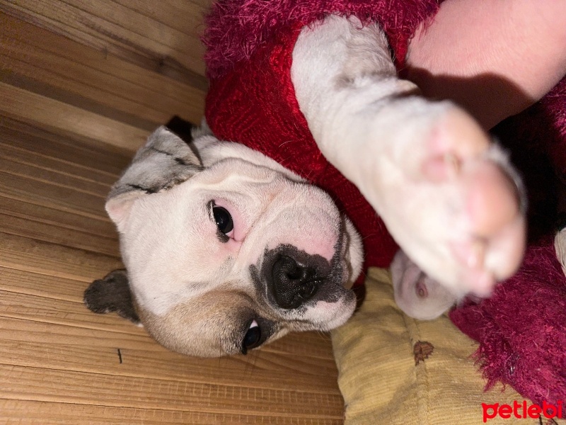 Fransız Bulldog, Köpek  Pablo fotoğrafı