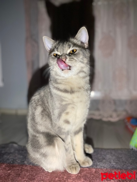 British Shorthair, Kedi  Eyşan fotoğrafı