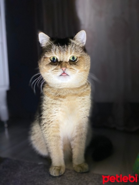British Shorthair, Kedi  Rüzgar fotoğrafı