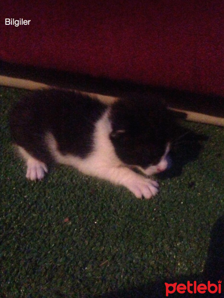 Tekir Kedi, Kedi  Mia fotoğrafı