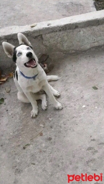 Sibirya Kurdu (Husky), Köpek  REİS CEBECİ fotoğrafı
