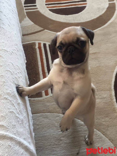Pug, Köpek  Barbaros fotoğrafı