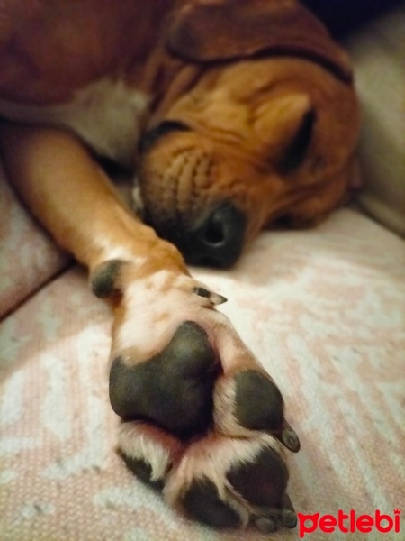 Beagle, Köpek  KimyonSu fotoğrafı