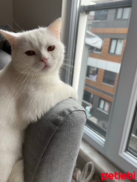 British Shorthair, Kedi  Şakir fotoğrafı