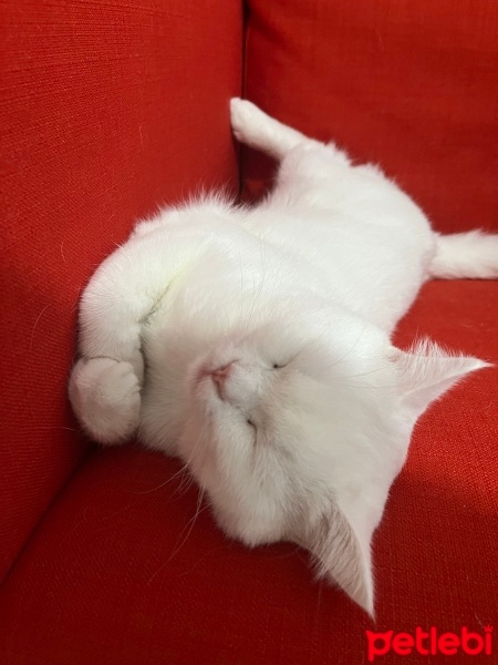 British Shorthair, Kedi  Şakir fotoğrafı