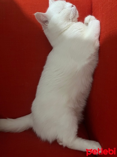 British Shorthair, Kedi  Şakir fotoğrafı