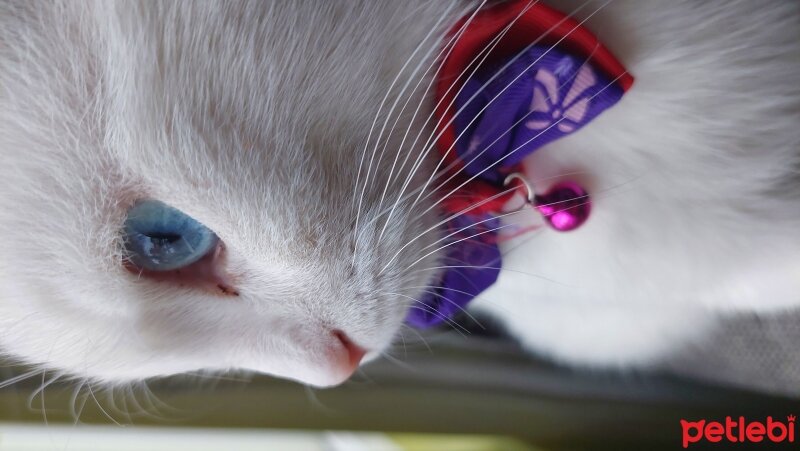 Ankara Kedisi, Kedi  Oscar fotoğrafı