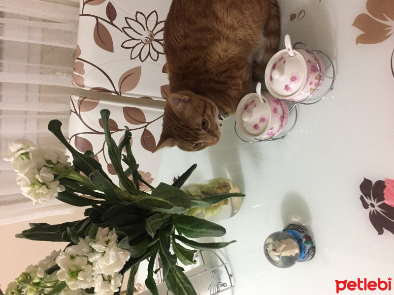 Tekir Kedi, Kedi  Tarçın fotoğrafı