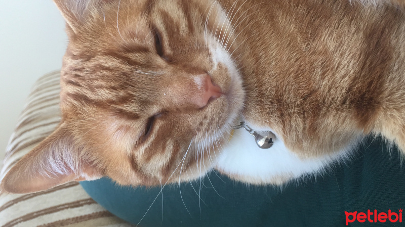 Tekir Kedi, Kedi  Tarçın fotoğrafı
