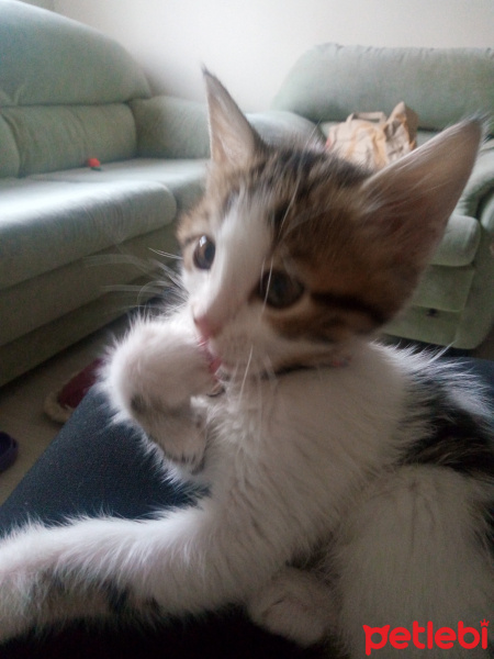 Tekir Kedi, Kedi  Mia fotoğrafı