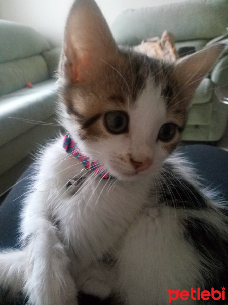 Tekir Kedi, Kedi  Mia fotoğrafı