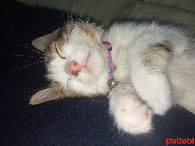 Tekir Kedi, Kedi  Mia fotoğrafı